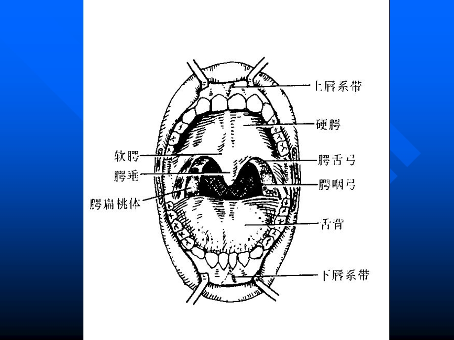 18口腔、鼻、咽文档资料.ppt_第1页