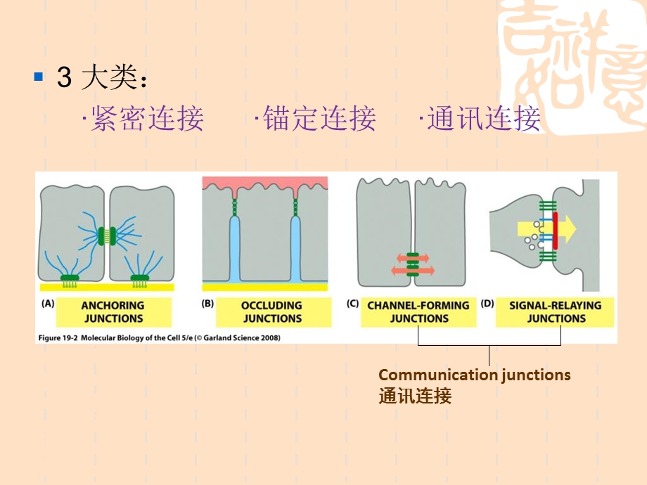 细胞表面及特化精选文档.ppt_第2页