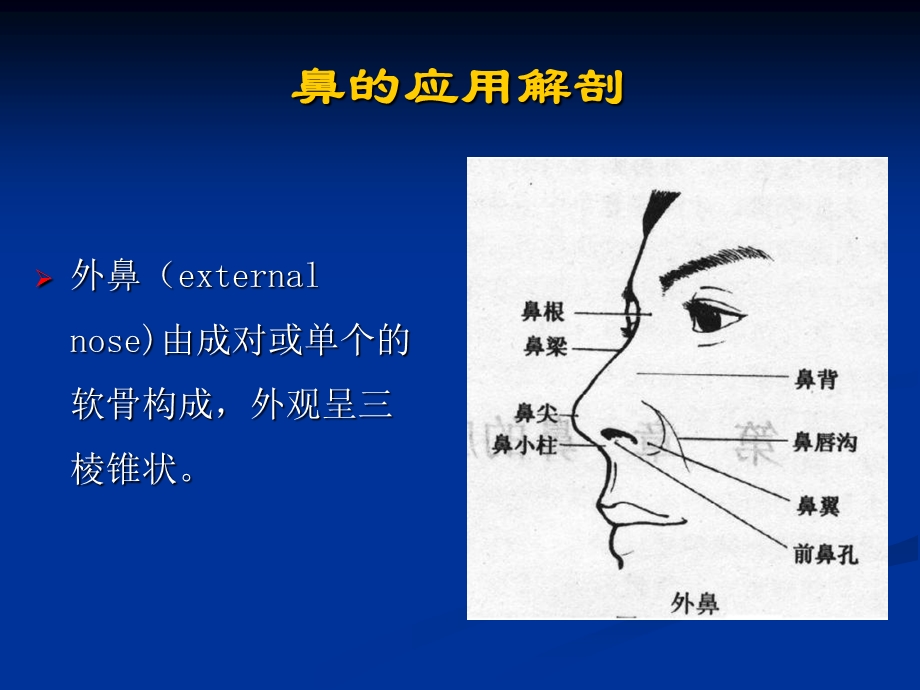 002鼻的应用解剖学和生理学文档资料.ppt_第2页