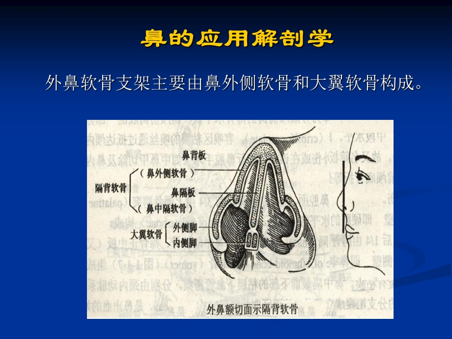 002鼻的应用解剖学和生理学文档资料.ppt_第3页