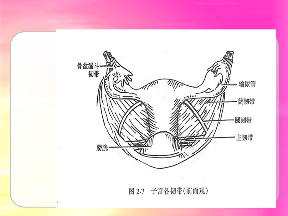 中医治疗子宫脱垂PPT文档.ppt_第3页