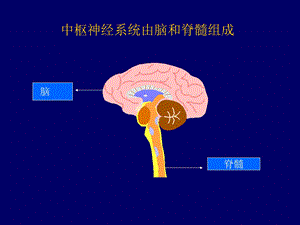 中枢神经系统文档资料.ppt