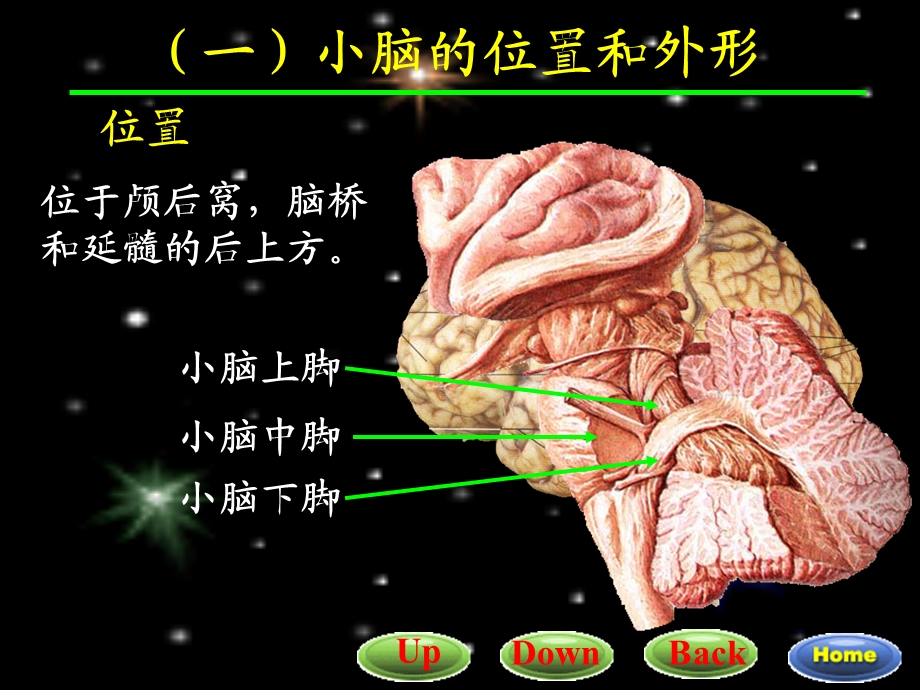 22小脑间脑文档资料.ppt_第1页