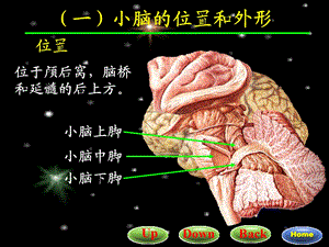 22小脑间脑文档资料.ppt