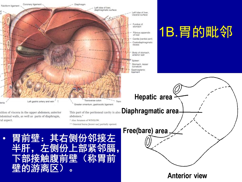 局部解剖学胃及肝的局解PPT文档.ppt_第2页