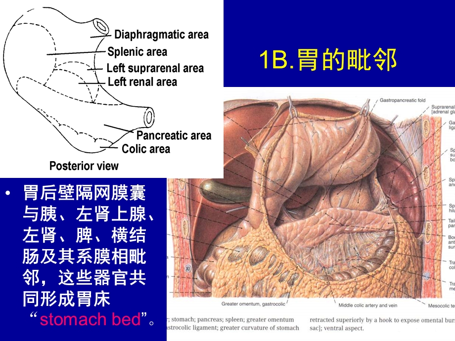 局部解剖学胃及肝的局解PPT文档.ppt_第3页