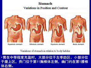 局部解剖学胃及肝的局解PPT文档.ppt