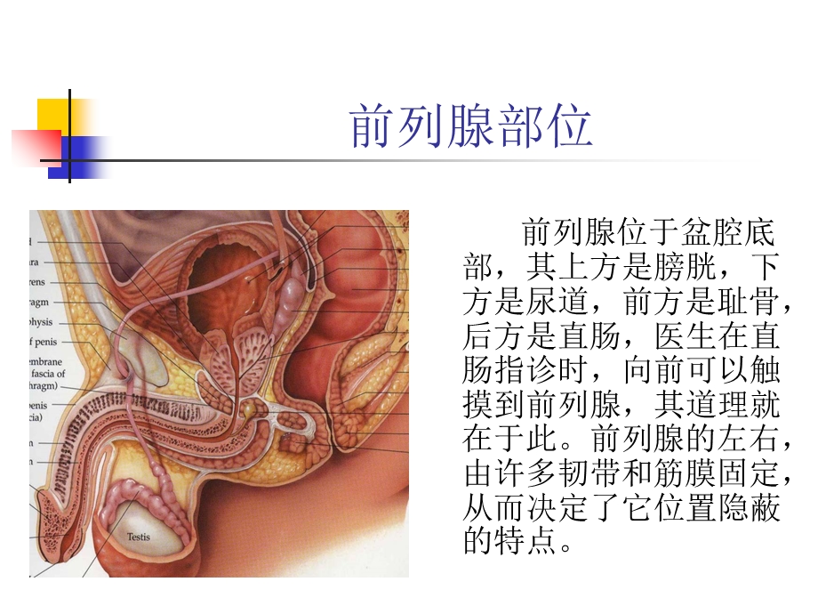 前列腺疾病的诊断和治疗PPT文档.ppt_第1页