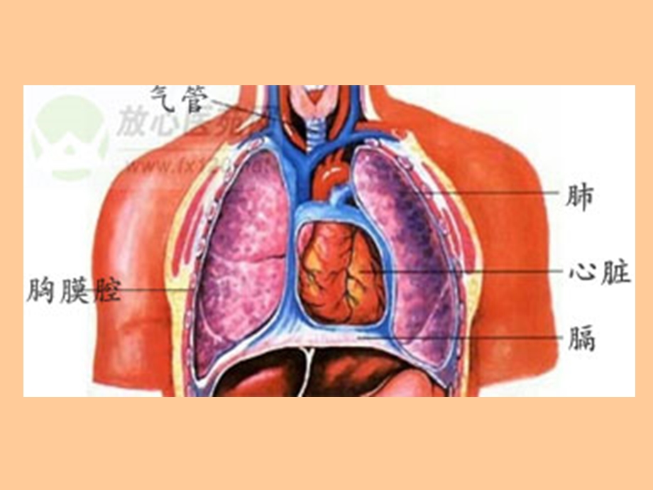 临床本科呼吸revise文档资料.ppt_第1页