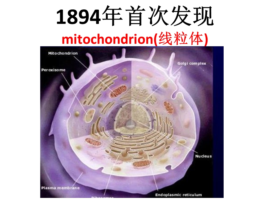 刘子美线粒体疾病ppt课件PPT文档.ppt_第3页