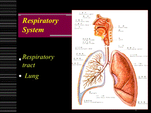 呼吸系统北京大学医学部解剖学和组织胚胎学系PPT文档.ppt