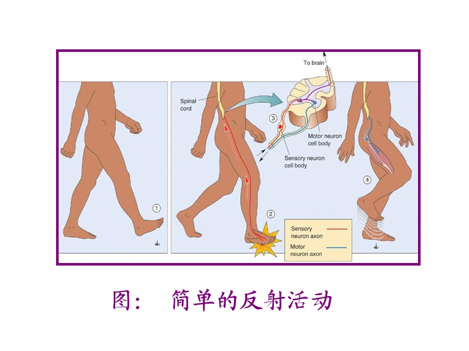 10神经系统的功能1PPT文档.ppt_第3页