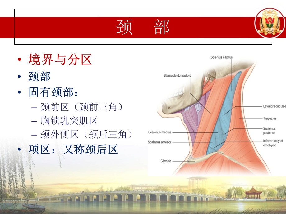 局部解剖学头颈胸局解小结文档资料.ppt_第2页