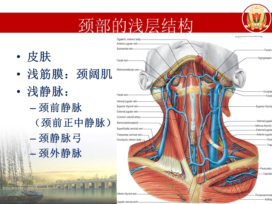 局部解剖学头颈胸局解小结文档资料.ppt_第3页