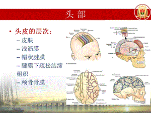 局部解剖学头颈胸局解小结文档资料.ppt