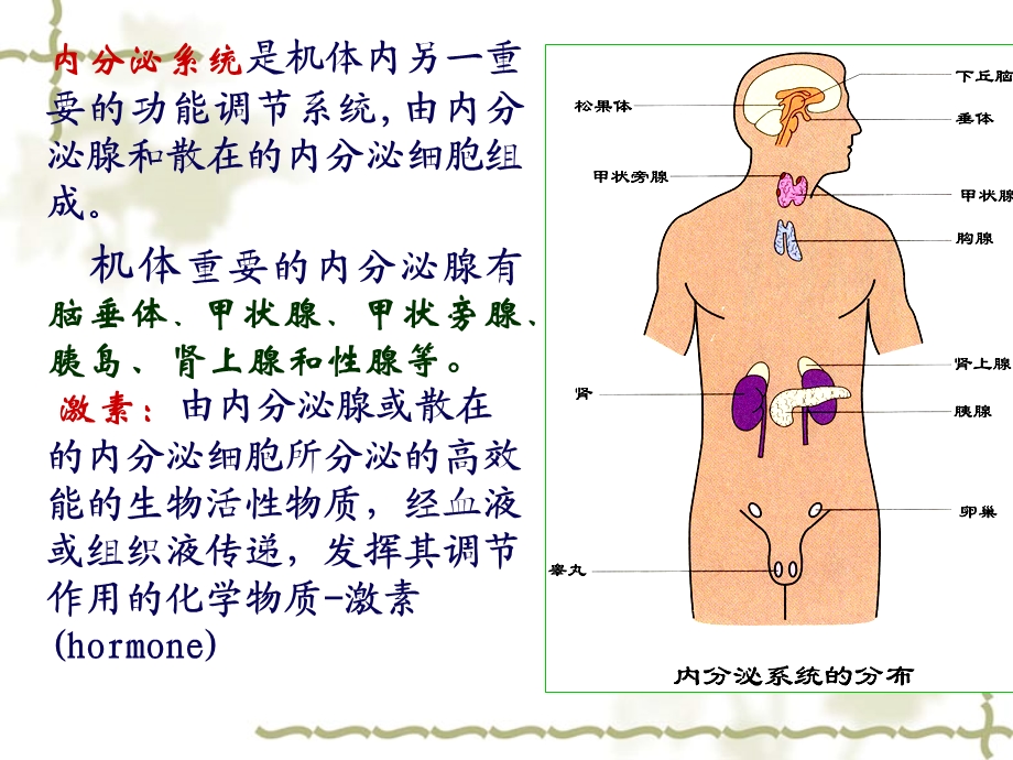 11第十一章内分泌PPT文档.ppt_第1页