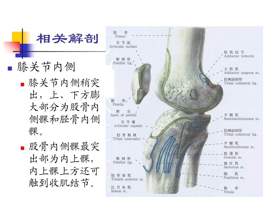 0307膝关节内侧副韧带损伤文档资料.ppt_第2页