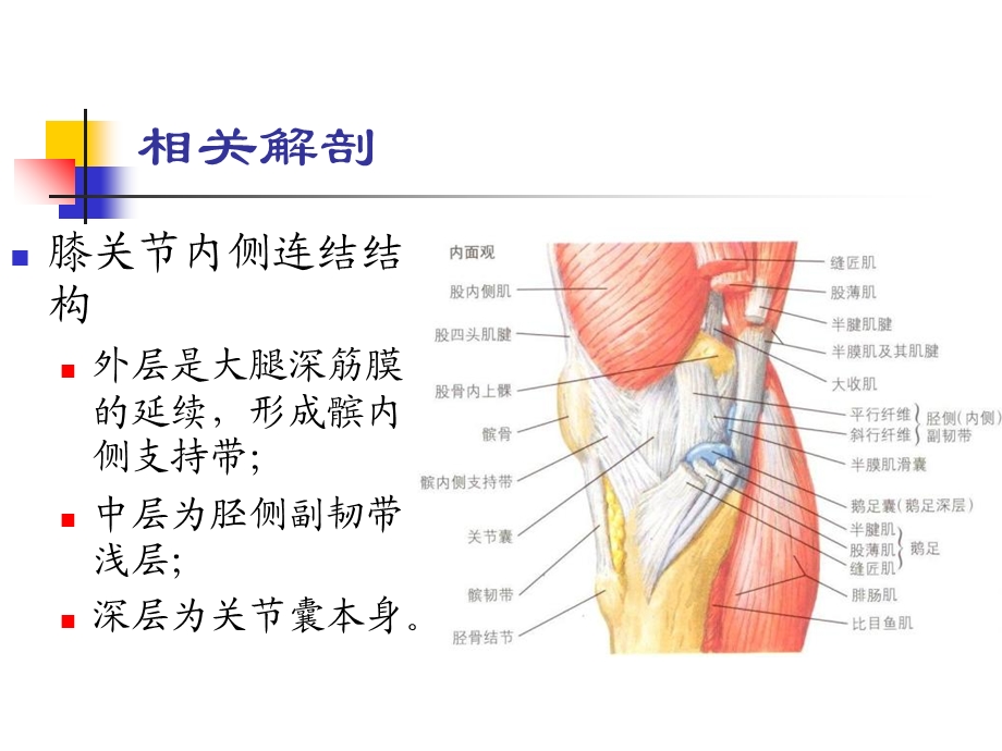 0307膝关节内侧副韧带损伤文档资料.ppt_第3页