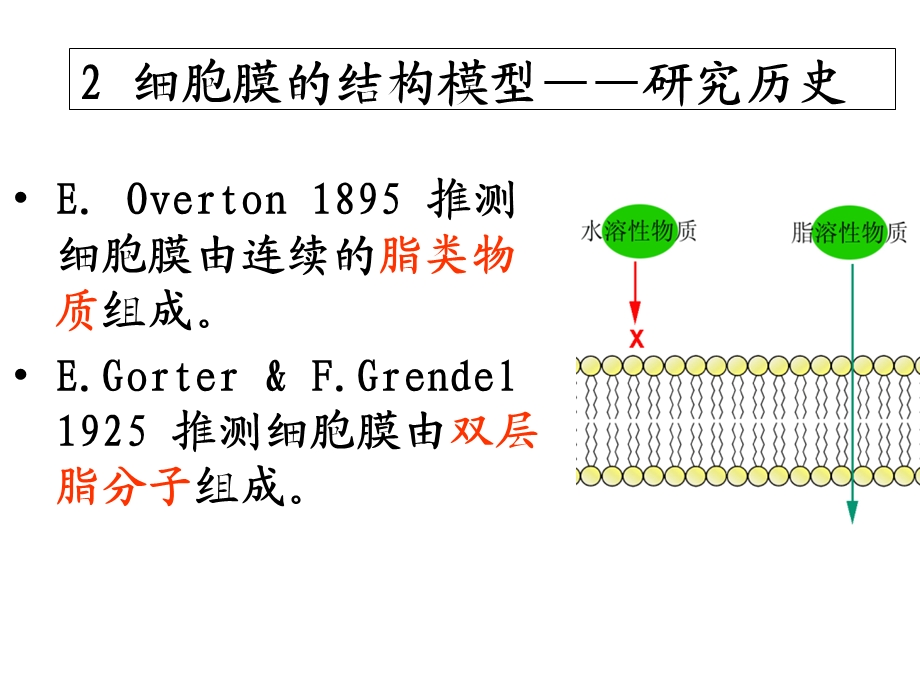 04细胞膜与细胞表面文档资料.ppt_第3页