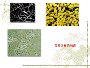 54细胞识别和免疫文档资料.ppt