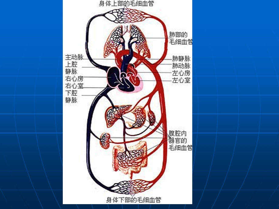 人教版生物七年级下册输血与血型 教学课件PPT文档.ppt_第2页