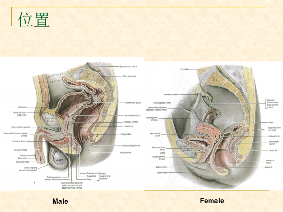 局部解剖盆部脏器精选文档.ppt_第1页