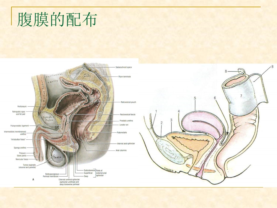 局部解剖盆部脏器精选文档.ppt_第2页