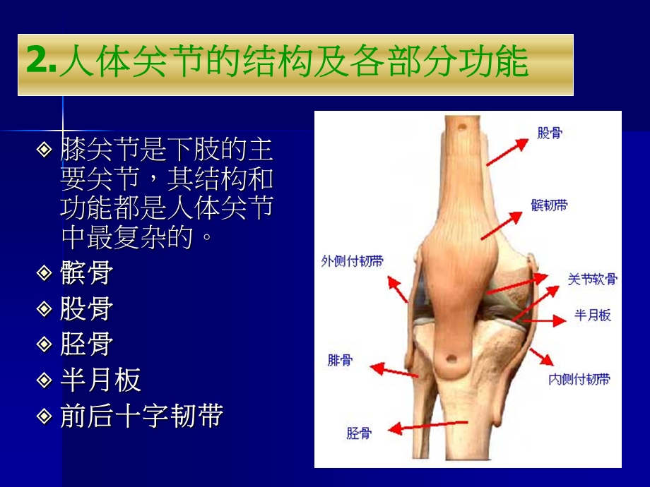 人工膝关节PPT文档.ppt_第3页