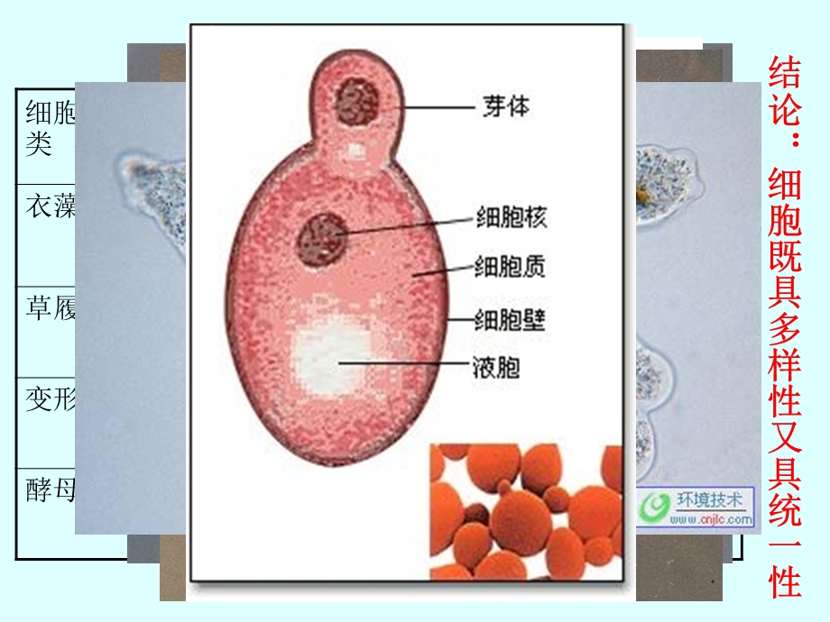 人教版教学课件12细胞多样性与统一性2精选文档.ppt_第2页