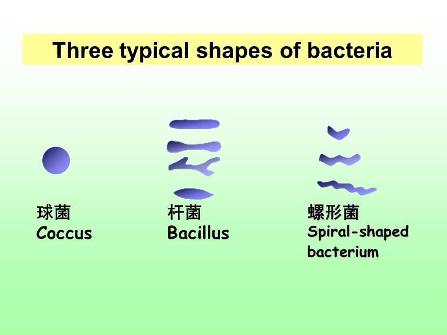 最新02细菌的形态与结构文档资料.ppt_第3页