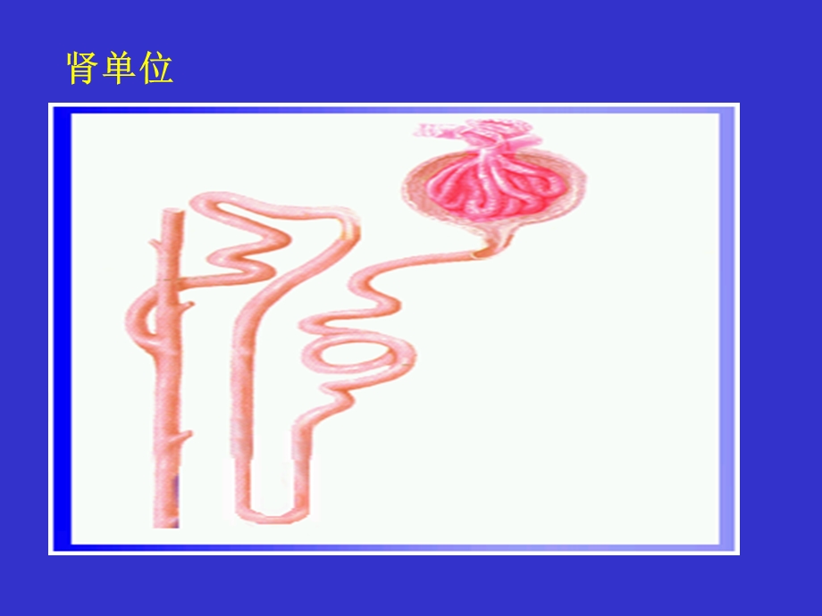 0913肾功能医学本科生PPT课件.ppt_第3页