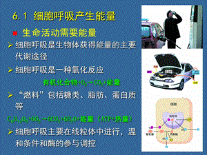 06细胞呼吸PPT文档资料.ppt