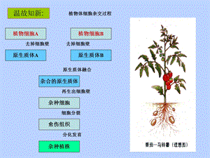 动物细胞融合和单克隆抗体文档资料.ppt