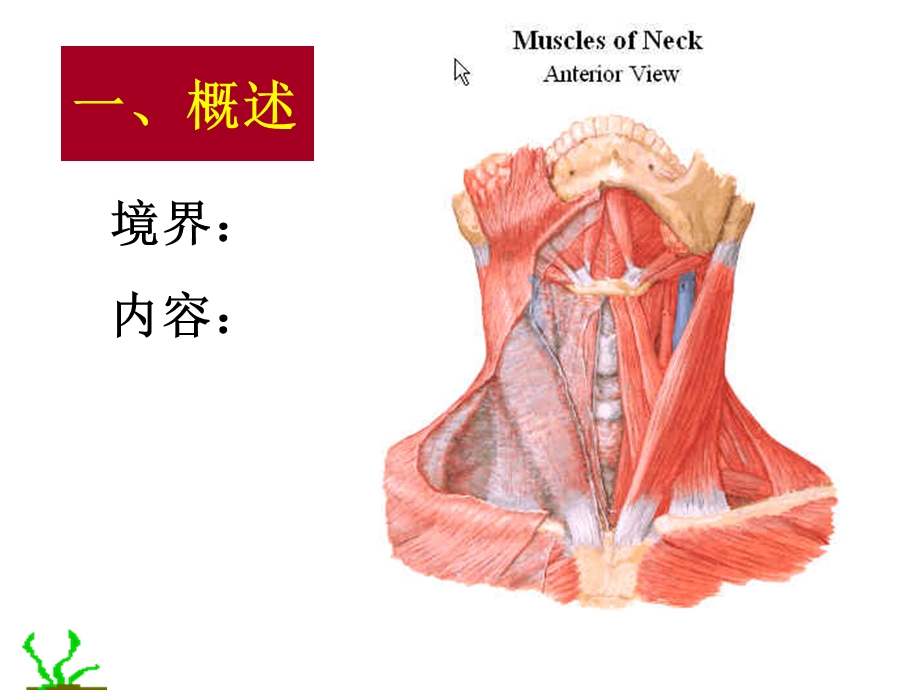 最新临床局解2；颈部文档资料.ppt_第1页