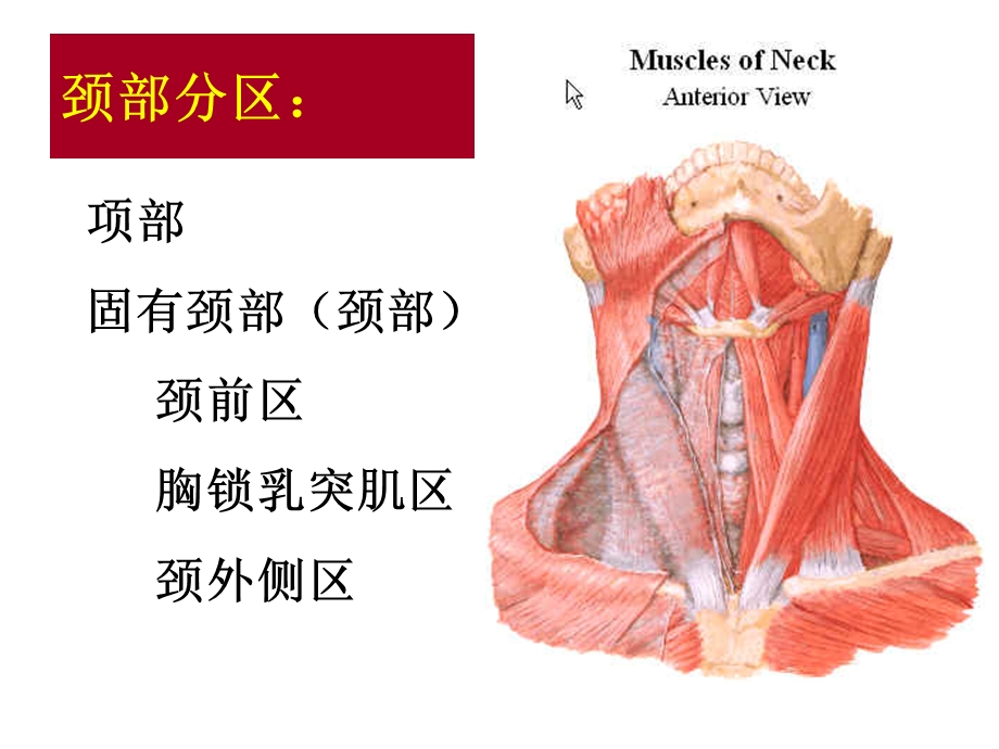 最新临床局解2；颈部文档资料.ppt_第2页