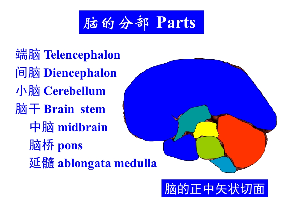 14小脑间脑PPT文档.ppt_第1页