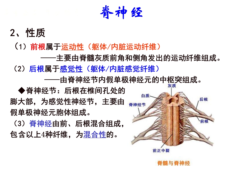 2223脊神经1颈丛文档资料.ppt_第1页