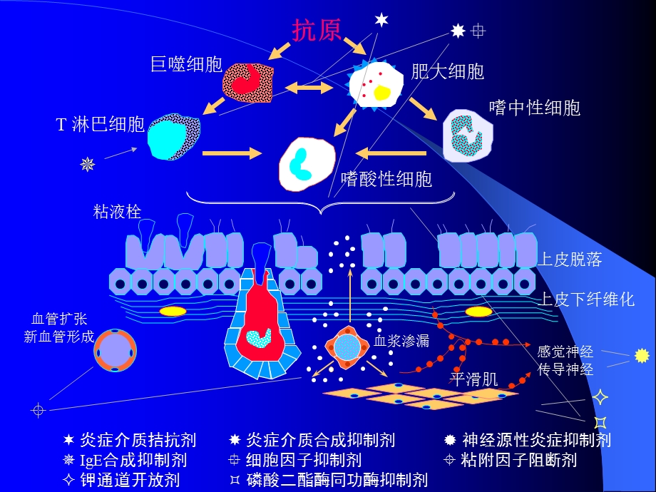 哮喘讲座文档资料.ppt_第3页