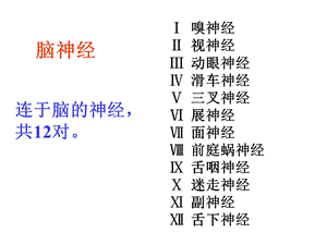 23脑神经解剖学文档资料.ppt