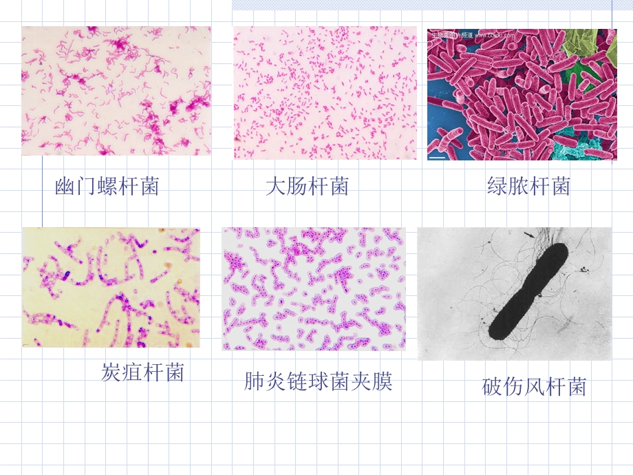 安全用药第4章抗感染药PPT文档资料.ppt_第3页