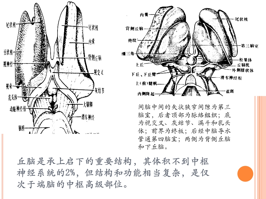 丘脑占位：胶质瘤文档资料.ppt_第2页