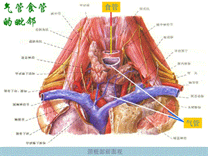 1anatomyesoph2气管食管的解剖生理PPT文档资料.ppt