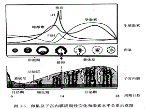 功能失调性子宫出血(功血)PPT文档.ppt