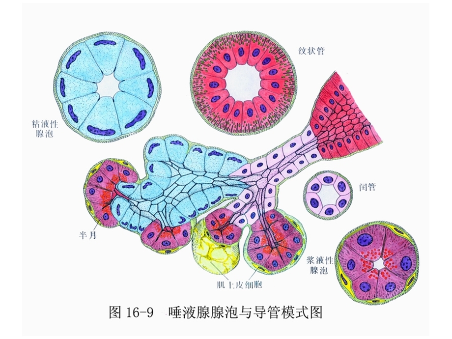 口腔实习涎腺课件PPT精选文档.ppt_第2页