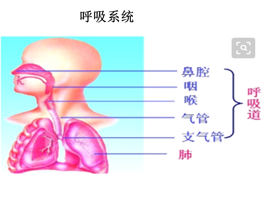 云教版卫生与保健1 我们的肺文档资料.ppt_第3页