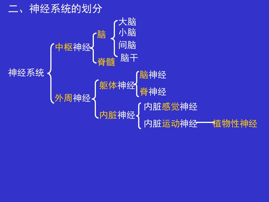 10第九章神经系统1精选文档.ppt_第1页