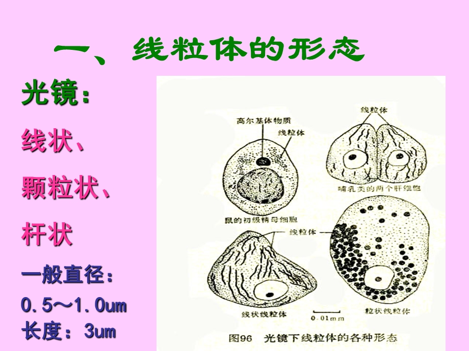 医用细胞生物学课件线粒体文档资料.ppt_第3页