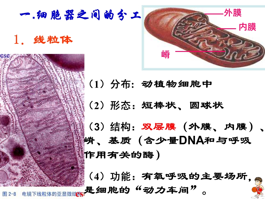 32细胞器——系统内的分工合作文档资料.ppt_第3页