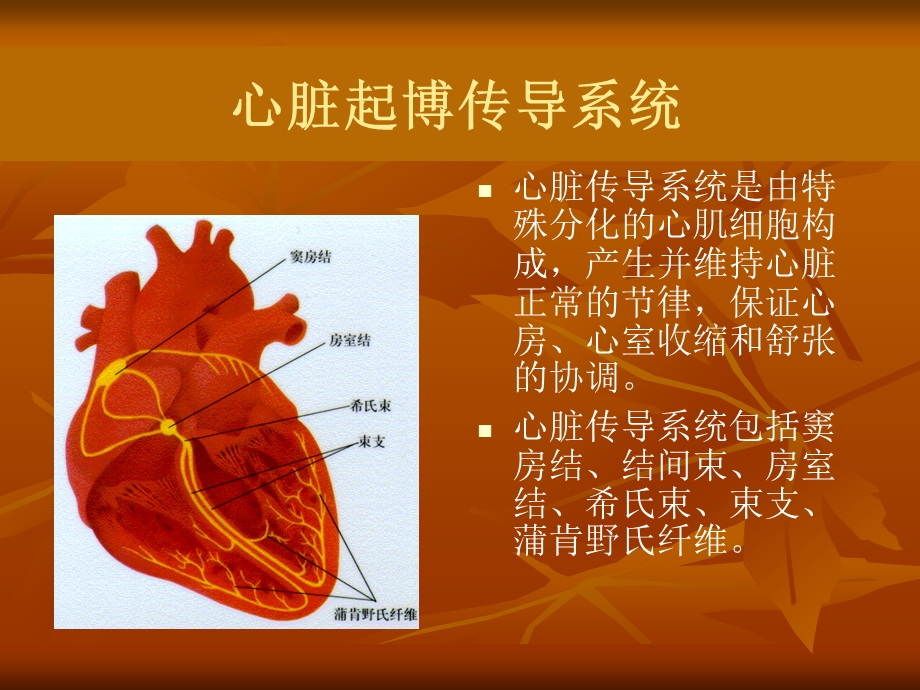 心脏的生理名师编辑PPT课件.ppt_第3页