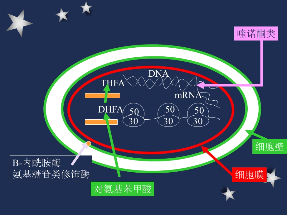 抗生素及其临床应用名师编辑PPT课件.ppt_第3页